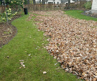 Fall leaves raked into a large pile along a backyard lawn